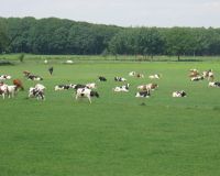 Vermeulen Melkvee Sint Hubert 4